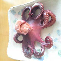 タコつれた？！