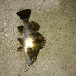 グーフーの猛攻。