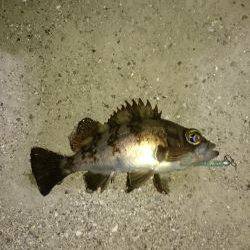 グーフーの猛攻。