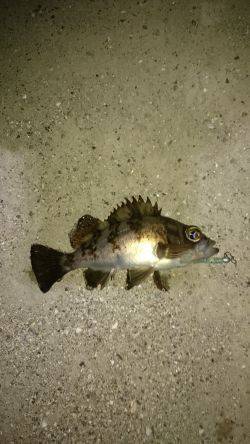 グーフーの猛攻。