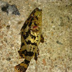 ショートバイトday。