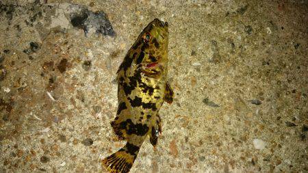 ショートバイトday。