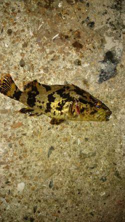 ショートバイトday。