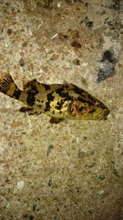 ショートバイトday。