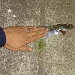 今年初タチウオ