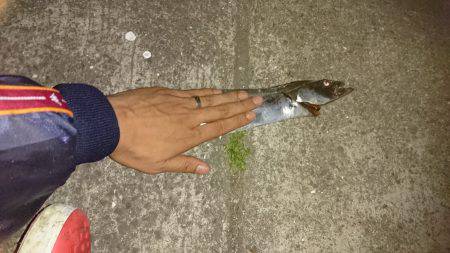 今年初タチウオ