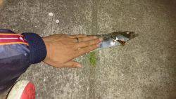 今年初タチウオ