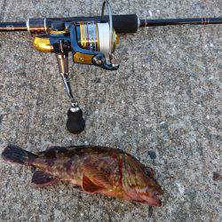 安定のガシラの穴釣り