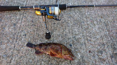 安定のガシラの穴釣り