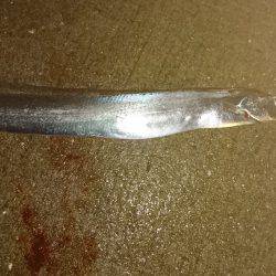 雨中のタチウオ