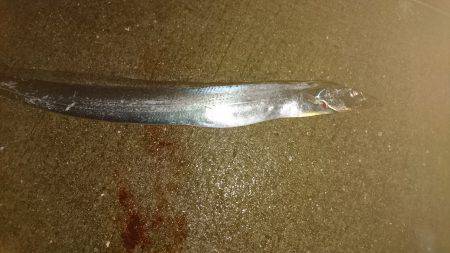 雨中のタチウオ