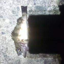 濁っているじゃあないか