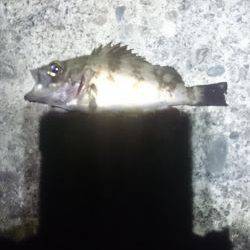 濁っているじゃあないか