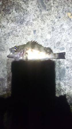 濁っているじゃあないか