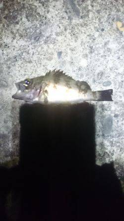 濁っているじゃあないか