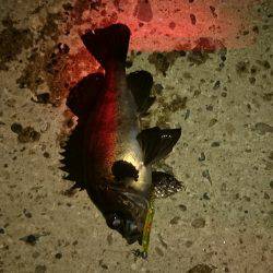 大潮メバリング