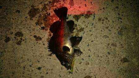 大潮メバリング