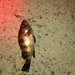 大潮メバリング