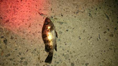 大潮メバリング