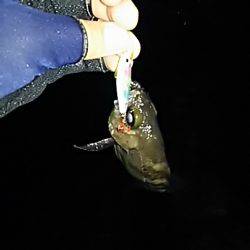 久々のメバル。