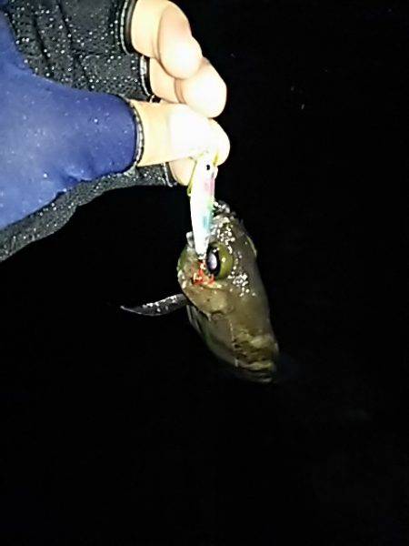 久々のメバル。