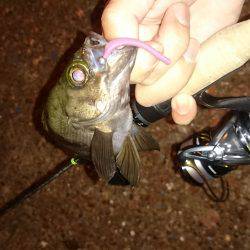 アジング釣行記？