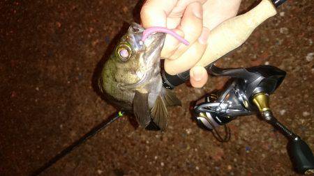 アジング釣行記？