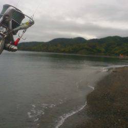 サーフエギングでコウイカ