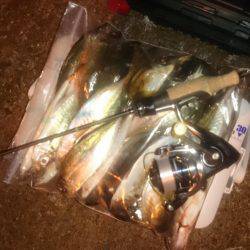 アジング釣行記