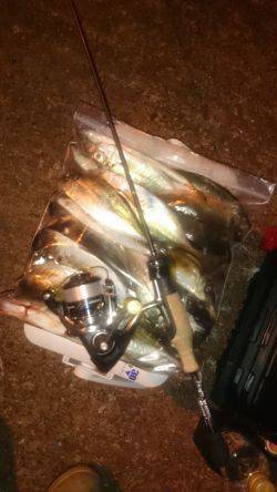 アジング釣行記