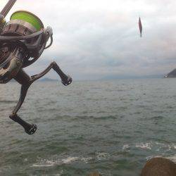 敦賀春イカ開幕