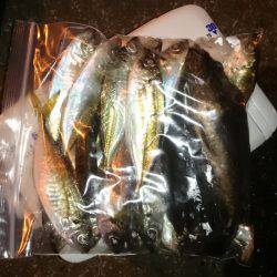 アジング釣行記