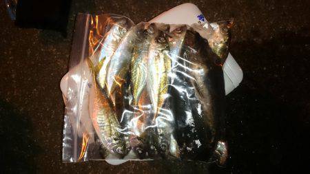 アジング釣行記