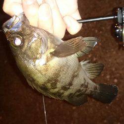 アジング釣行記