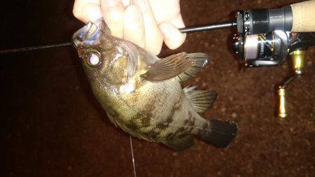 アジング釣行記