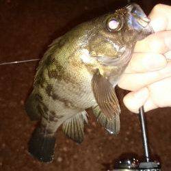 アジング釣行記