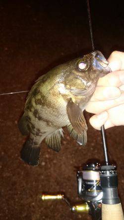 アジング釣行記