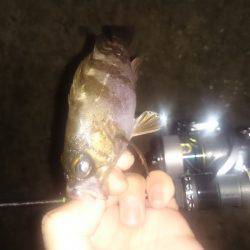 アジング釣行記