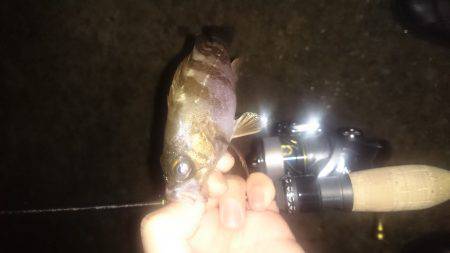 アジング釣行記