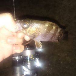 アジング釣行記