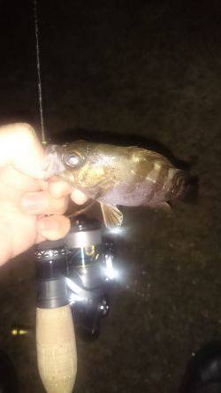 アジング釣行記