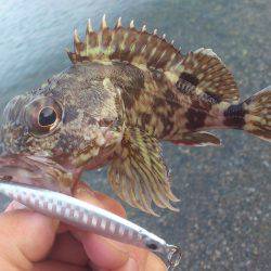 サーフでマゴチ狙い