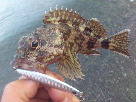 サーフでマゴチ狙い