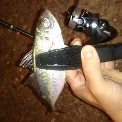 アジング釣行記