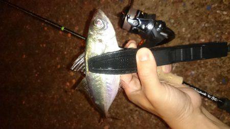 アジング釣行記