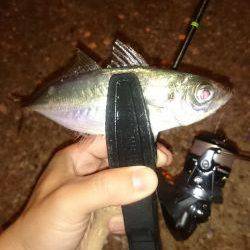 アジング釣行記
