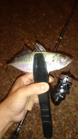 アジング釣行記