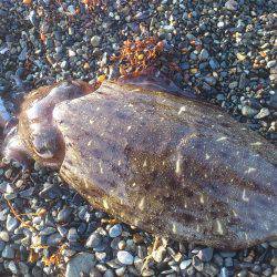 サーフコウイカング