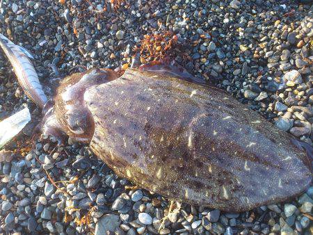 サーフコウイカング