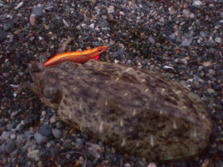 若狭のサーフ事情